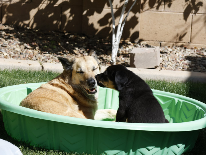 chinook dog